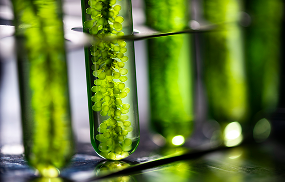 Green plant material in test tubes illustrates sustainability of renewable-based Exolit® OP Terra grades.