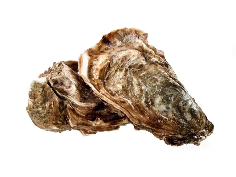 Oyster