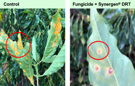 Clariant Image Controlling Coffee Rust 20220303