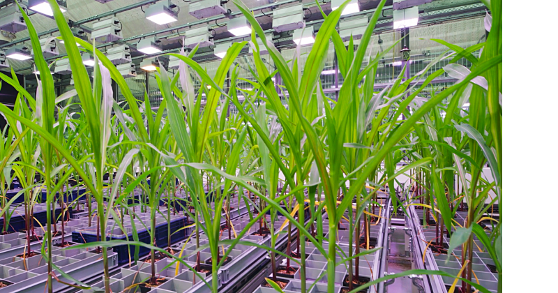Clariant Image Crop Innovation Greenhouse