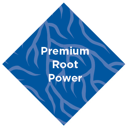 Logo Premium Root Power