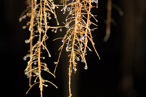 Roots-1-crop