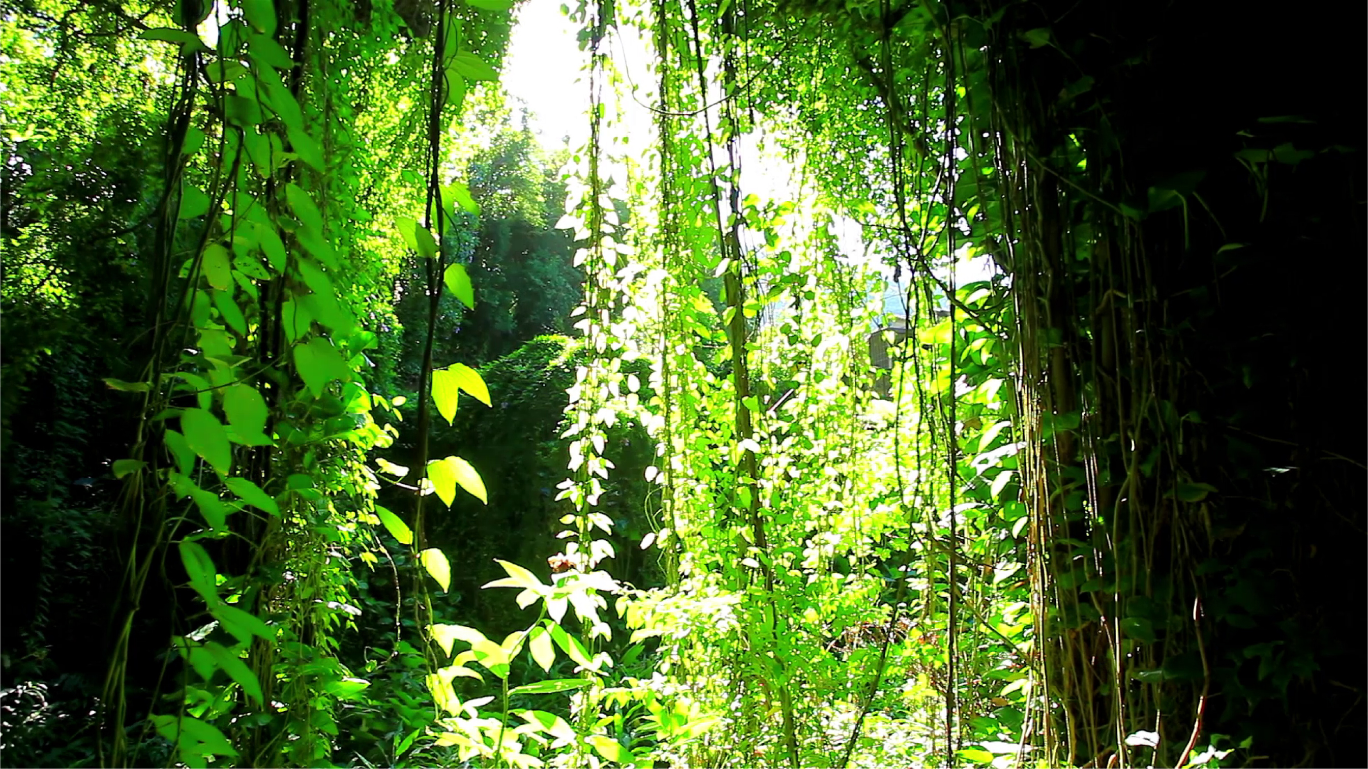 Clariant_Image_Amazon forest v2_2021_EN