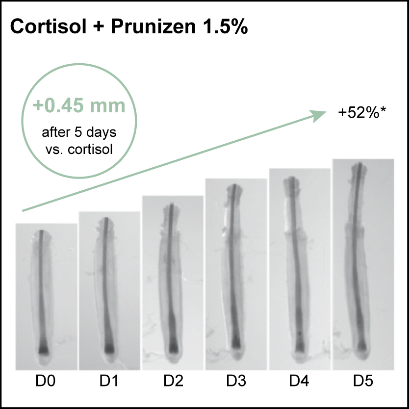 Prunizen action on cortisol production