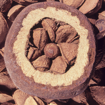 Clariant_Image_Brazil-nut_2022_EN