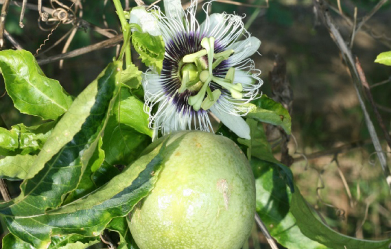 Clariant_Image_Passion-fruit_2023