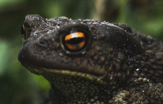 Clariant_image_toad_2023