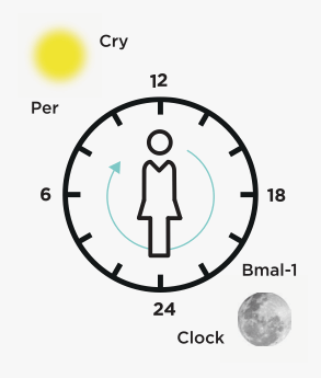 circadin-cycle