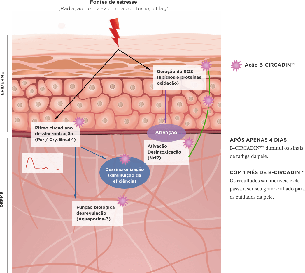 infographic-b-circadin-action
