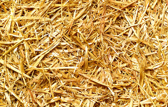 Biofuels and Derivatives