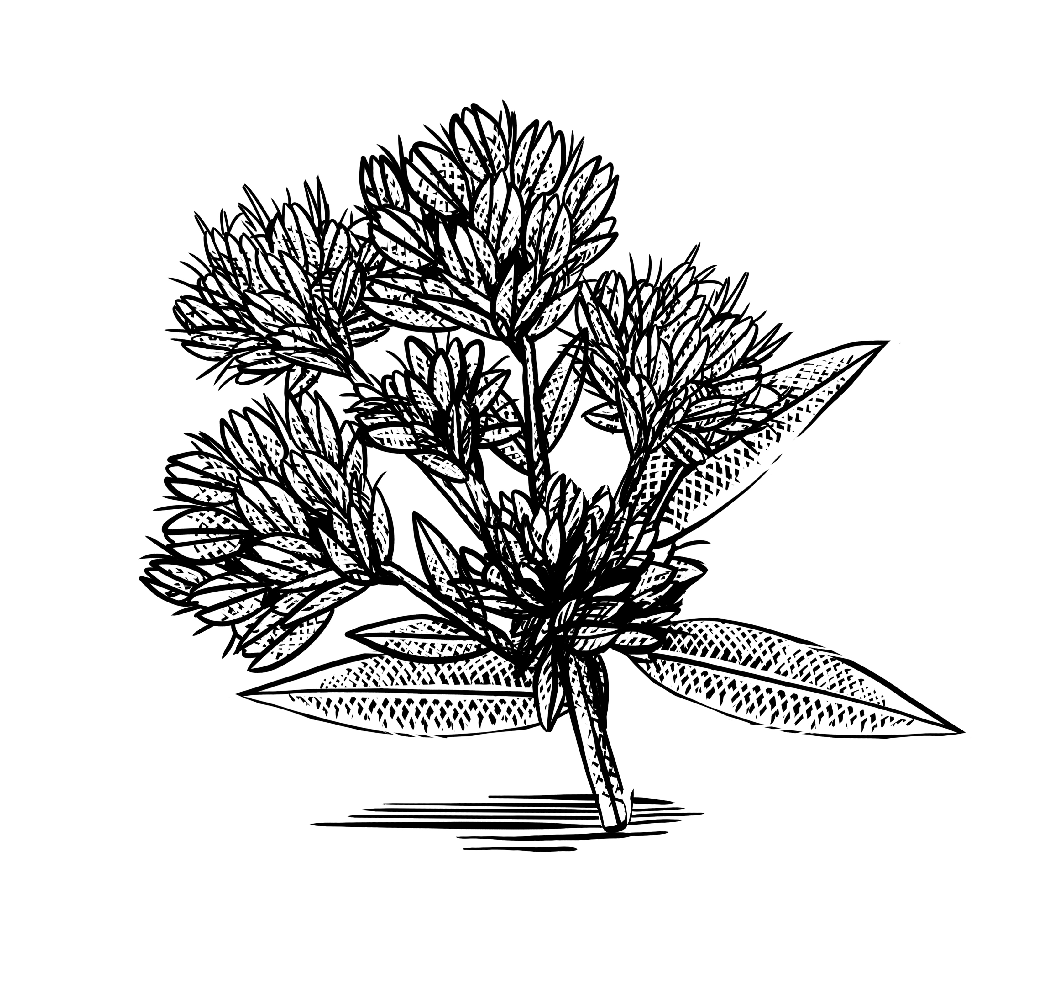 B-Circadin se extrae de la planta Lespedeza Capitata, cultivada en Corea del Sur, donde es utiliza...