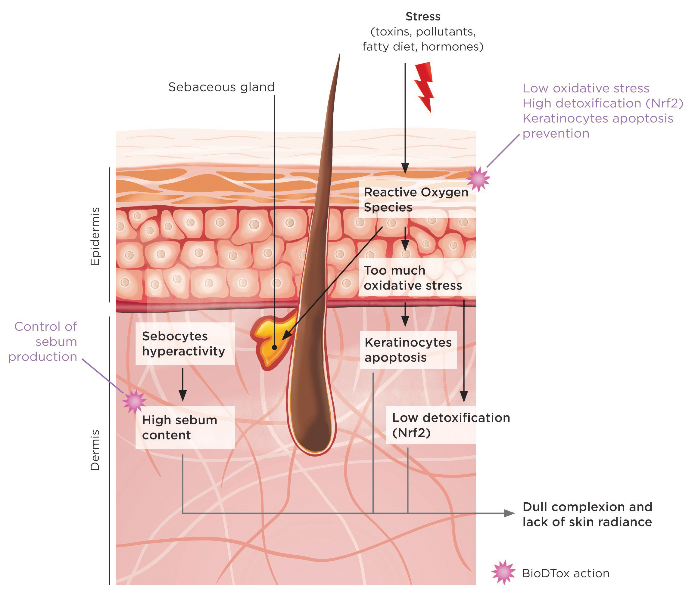 Clariant Active Ingredients BioDTox takes on toxins to fight dull complexion, oily skin & successf...