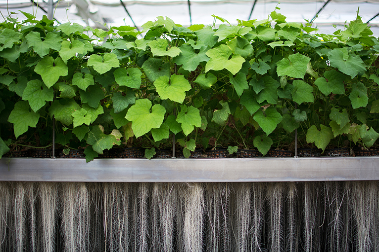 With the Plant Milking Technology, the roots can regrow multiple times. 
(Photo: PAT)