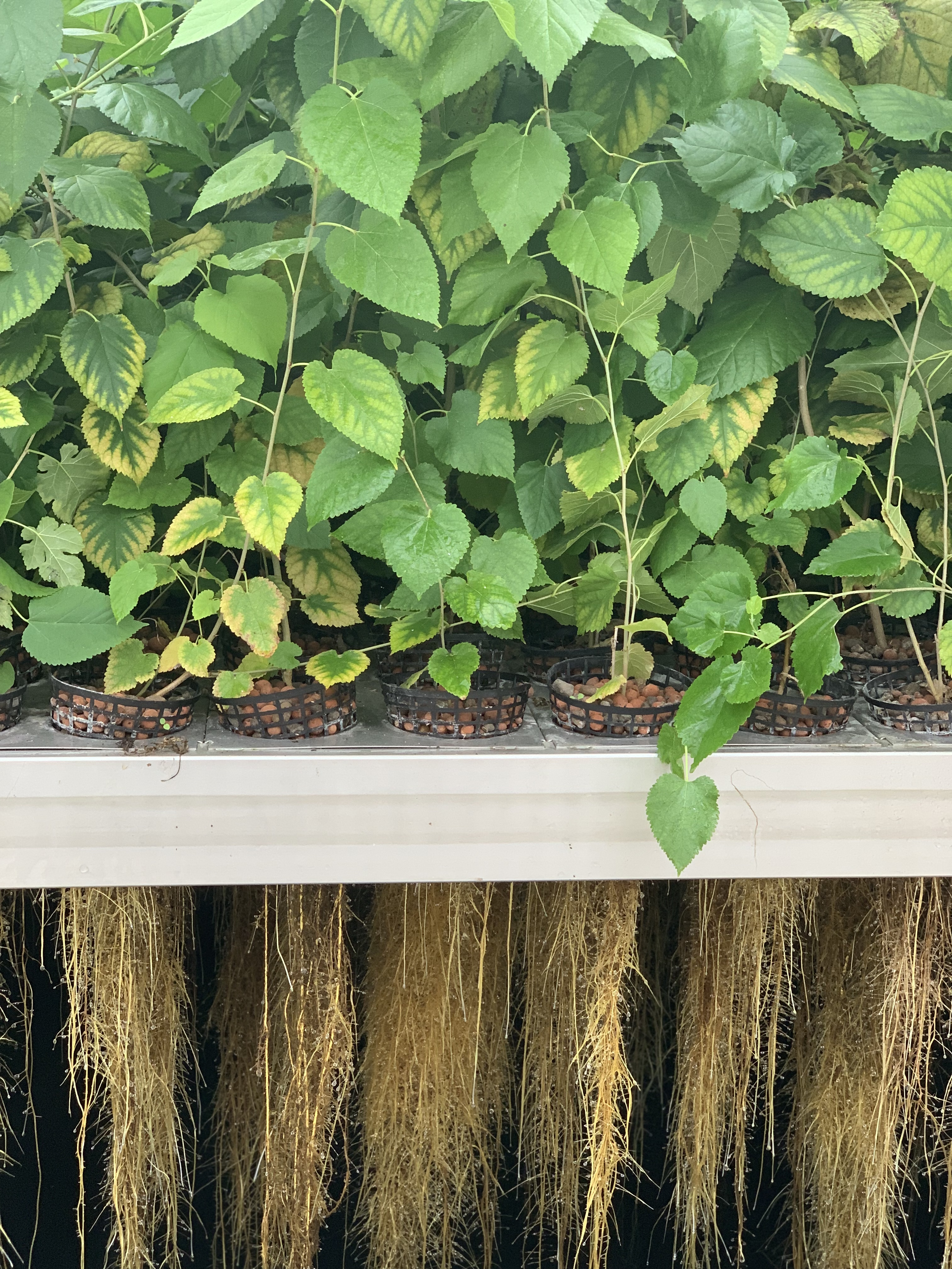 Clariant launches Prenylium™ - a sustainably-sourced root-powered active ingredient for premium we...