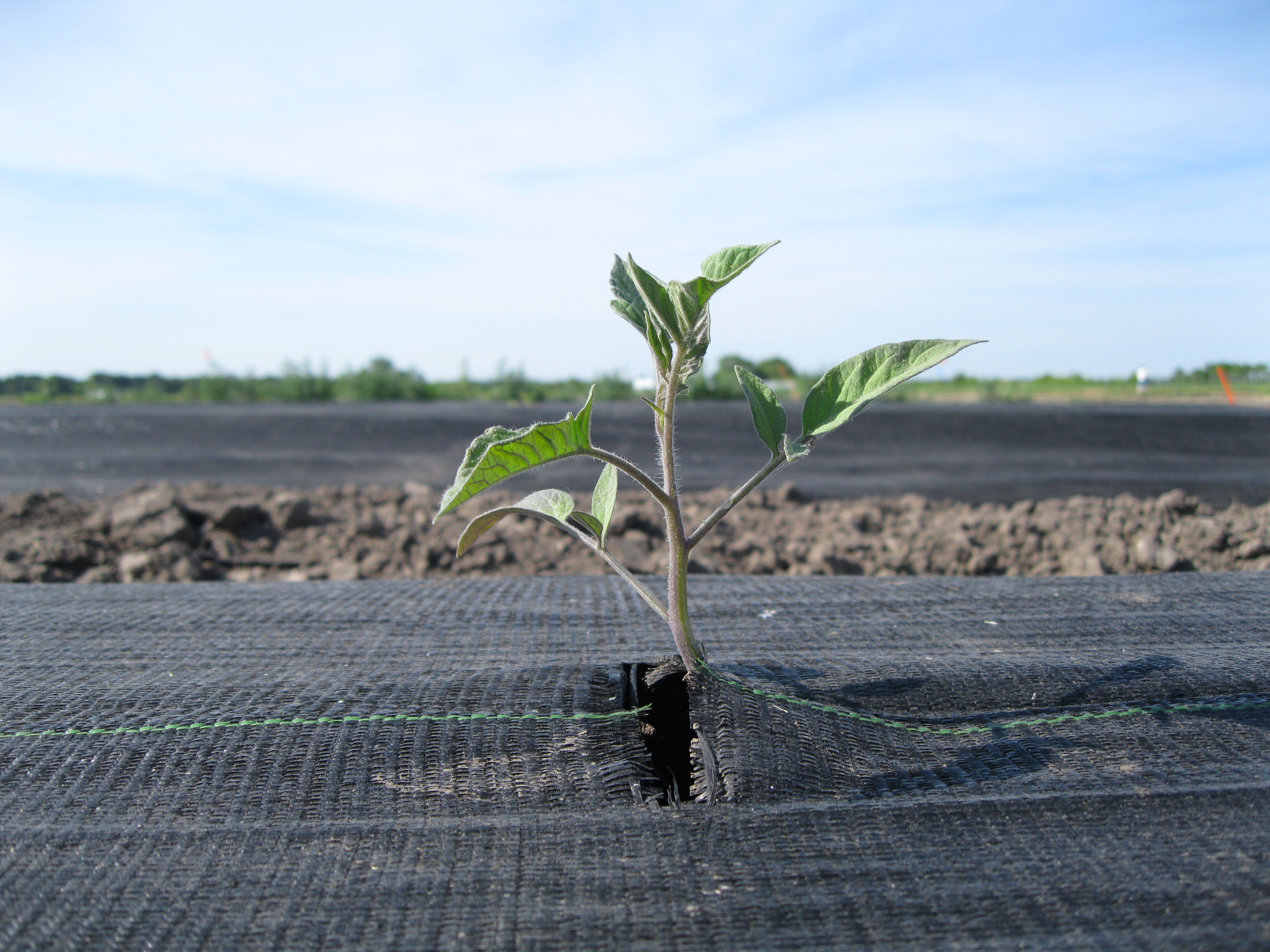 Clariant's solutions awarded with the OK compost INDUSTRIAL and OK biodegradable SOIL certificatio... Clariant's solutions awarded with the OK compost INDUSTRIAL and OK biodegradable SOIL certificatio...