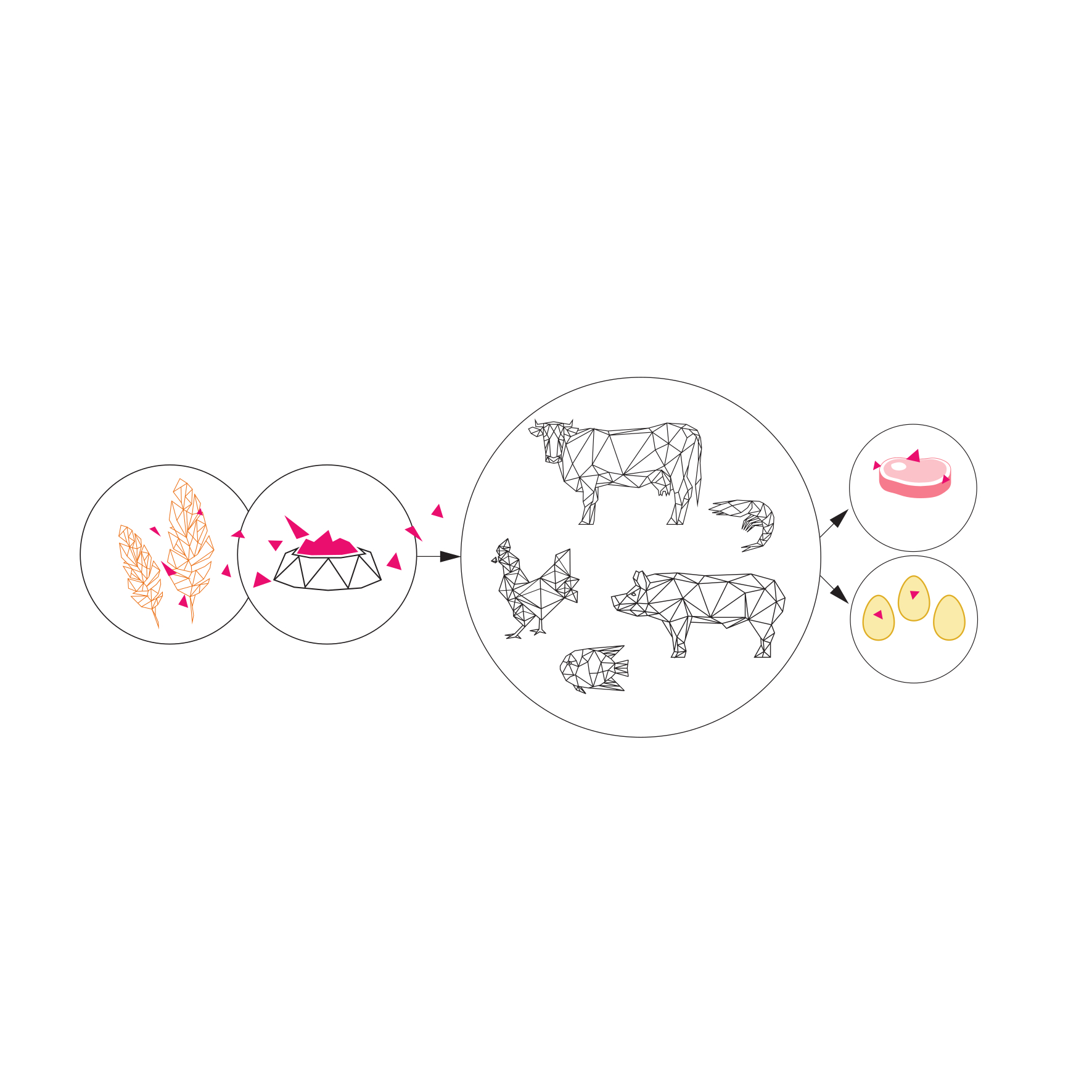Mycotoxin cycle from feed to meat and dairy products.