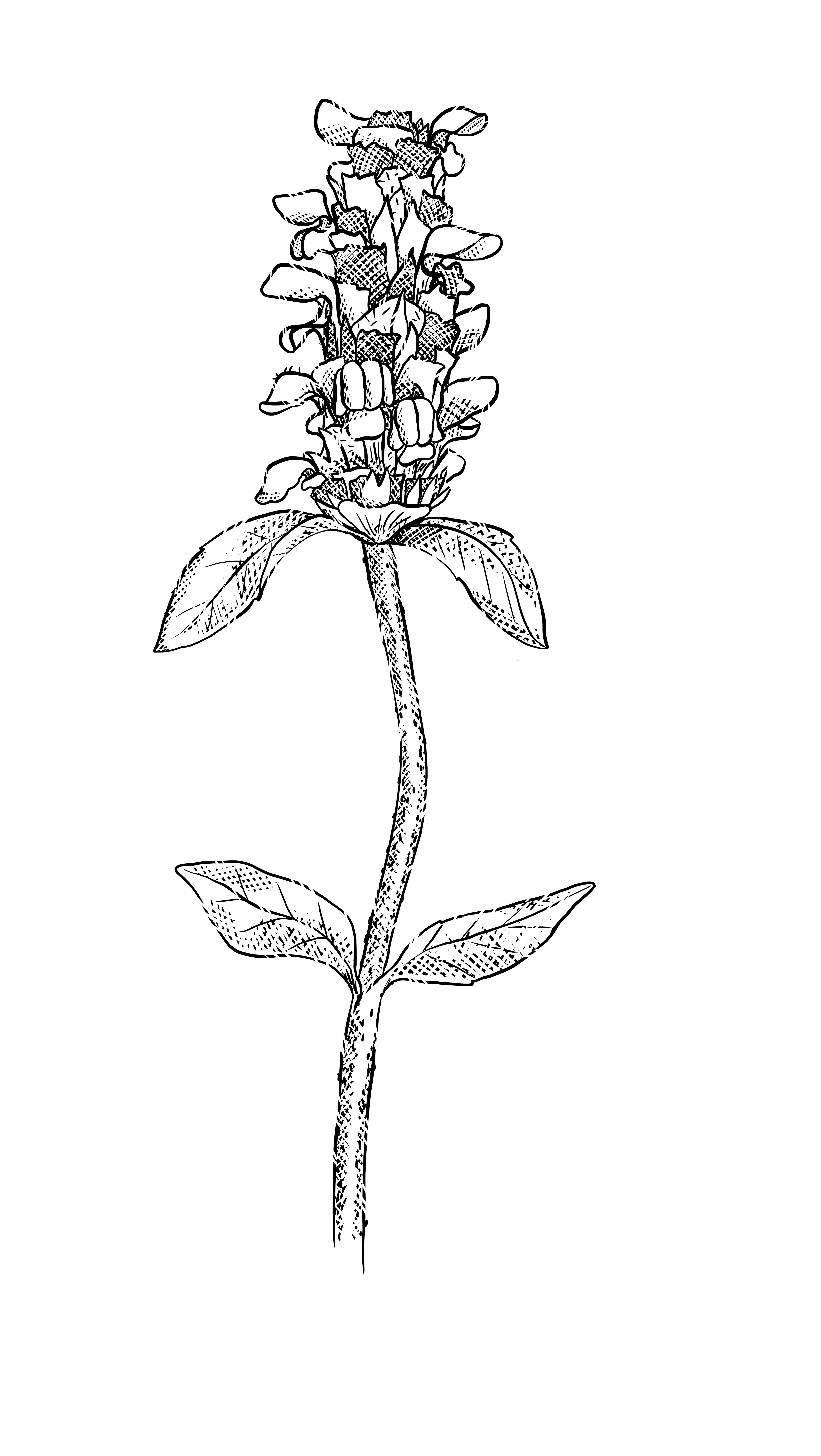 Prunizen, an extract of Prunella vulgaris, based on the edible and traditional medicinal herb cult...