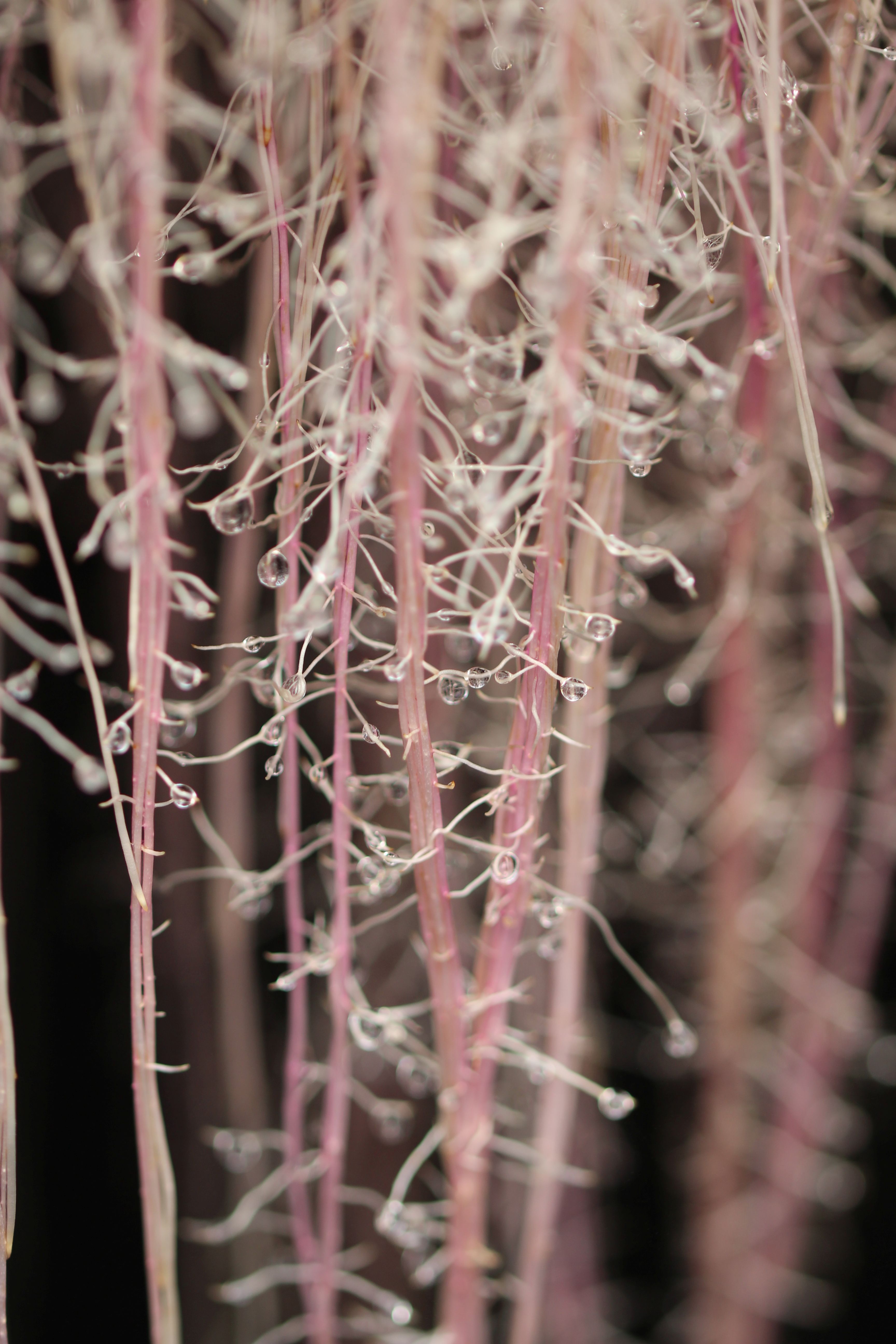 Rootness Awake comes from roots of sweet potatoes grown in aeroponic cultures. 
Foto: Plant Advan...