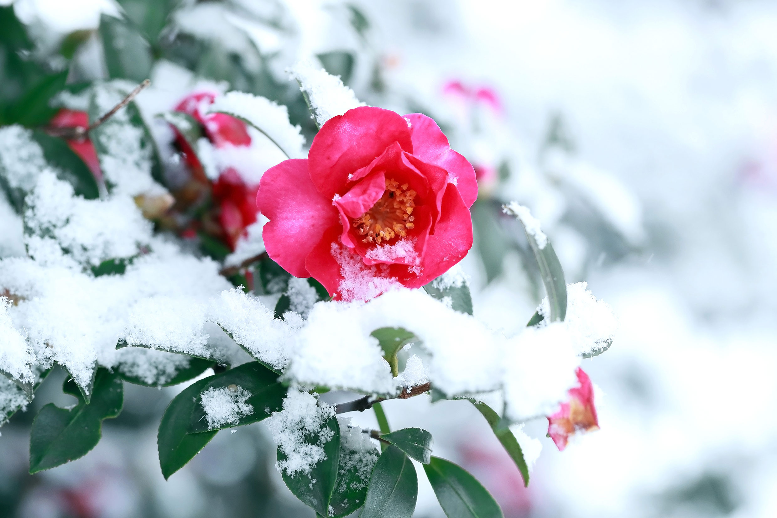 195001_Shutterstock_2103375035_Camellia-Sasanqua-flowers-blooming-in-the-snow