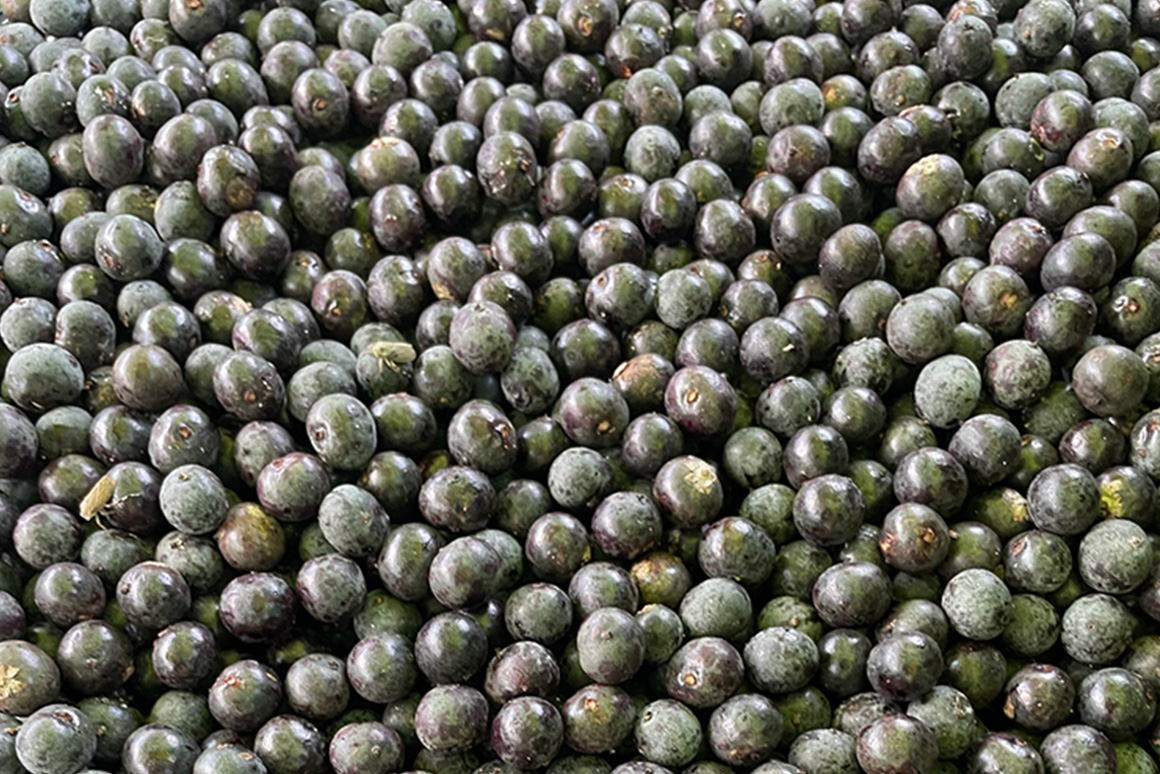 Clariant Image Acai berries 20240126