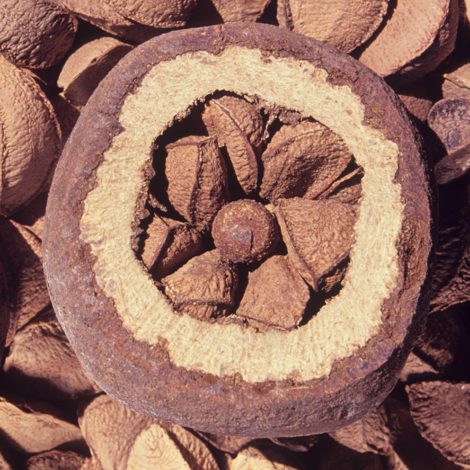 Image-Brazil_nut_oil_product_image-2022