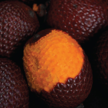 IMAGE-Buriti-oil-product-image-2022