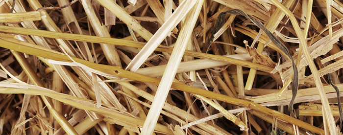 BioTech_Feedstock_w700x276h